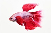 Fish animal white background underwater. AI generated Image by rawpixel.
