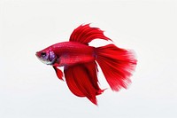 Fish animal white background underwater. AI generated Image by rawpixel.