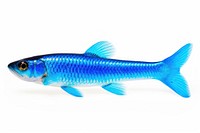 Fish seafood animal blue. AI generated Image by rawpixel.