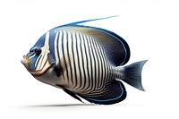 Fish angelfish animal white background. AI generated Image by rawpixel.