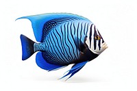 Fish angelfish animal white background. 