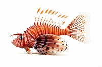 Fish lionfish aquarium animal. 