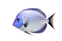 Fish surgeonfish animal white background. AI generated Image by rawpixel.