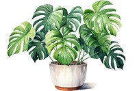 Plant leaf houseplant freshness. 