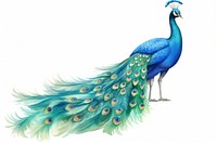 Peacock animal bird creativity. 