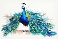 Peacock animal bird creativity. 