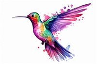 Hummingbird animal flying white background. 