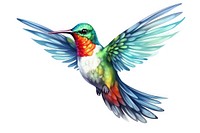 Hummingbird animal flying white background. 