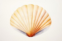 Seashell clam white background invertebrate. 