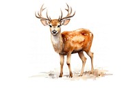 Wildlife animal mammal deer. 