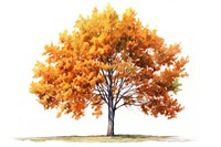 Tree plant maple white background. 