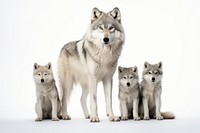 Wolf animal mammal pet. AI generated Image by rawpixel.