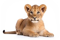 Wildlife mammal animal lion. AI generated Image by rawpixel.