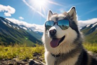 Sunglasses outdoors mammal animal. AI generated Image by rawpixel.