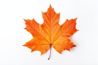 Maple leaf autumn plant. 