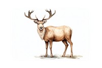 Wildlife drawing antler animal. 