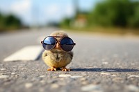 Bird road sunglasses animal. AI generated Image by rawpixel.
