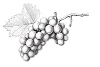 Drawing sketch grapes fruit. 