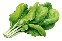 Vegetable lettuce spinach plant, digital paint illustration.  image