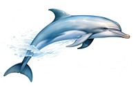 Dolphin animal mammal fish, digital paint illustration.