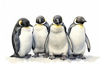 Penguin animal bird wildlife, digital paint illustration.