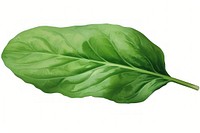 Spinach vegetable plant food, digital paint illustration.