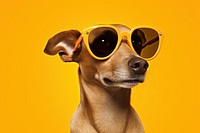 Sunglasses dog mammal animal. 