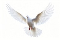 Animal flying white bird. 