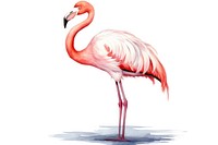 Flamingo animal bird white background. 