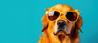 Sunglasses dog retriever mammal. 