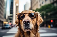 Sunglasses retriever mammal animal. 