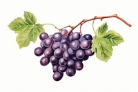 Grapes fruit plant food. 