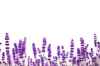 Lavender flower backgrounds blossom. 