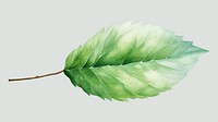 Leaf plant freshness branch. AI generated Image by rawpixel.