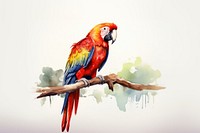 Parrot animal macaw bird. 