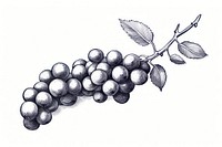 Drawing sketch grapes plant. 