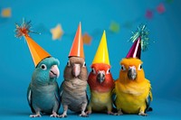 Bird animal parrot party. 