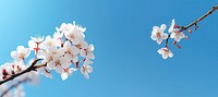 Blossom outdoors nature flower. AI generated Image by rawpixel.