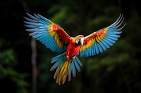 Parrot animal macaw bird. 