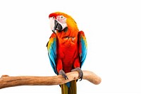 Parrot animal macaw bird. 