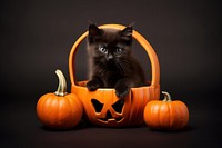 Pumpkin mammal animal kitten. AI generated Image by rawpixel.