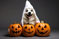 Halloween dog costume pumpkin. 