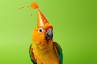 Bird animal parrot hat. 