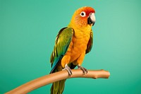 Bird parrot animal lovebird. AI generated Image by rawpixel.