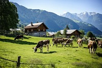 Farm grassland livestock outdoors. 