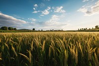 Field grassland outdoors horizon. 