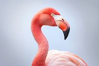 Flamingo animal beak bird. 