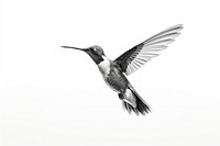 Hummingbird animal flying monochrome. 