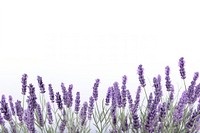 Lavender backgrounds blossom flower. 