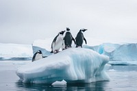 Penguin outdoors nature animal. 